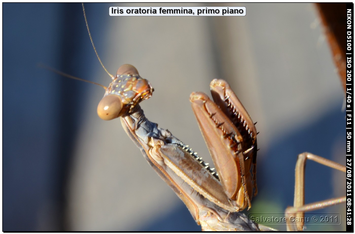 Mantide